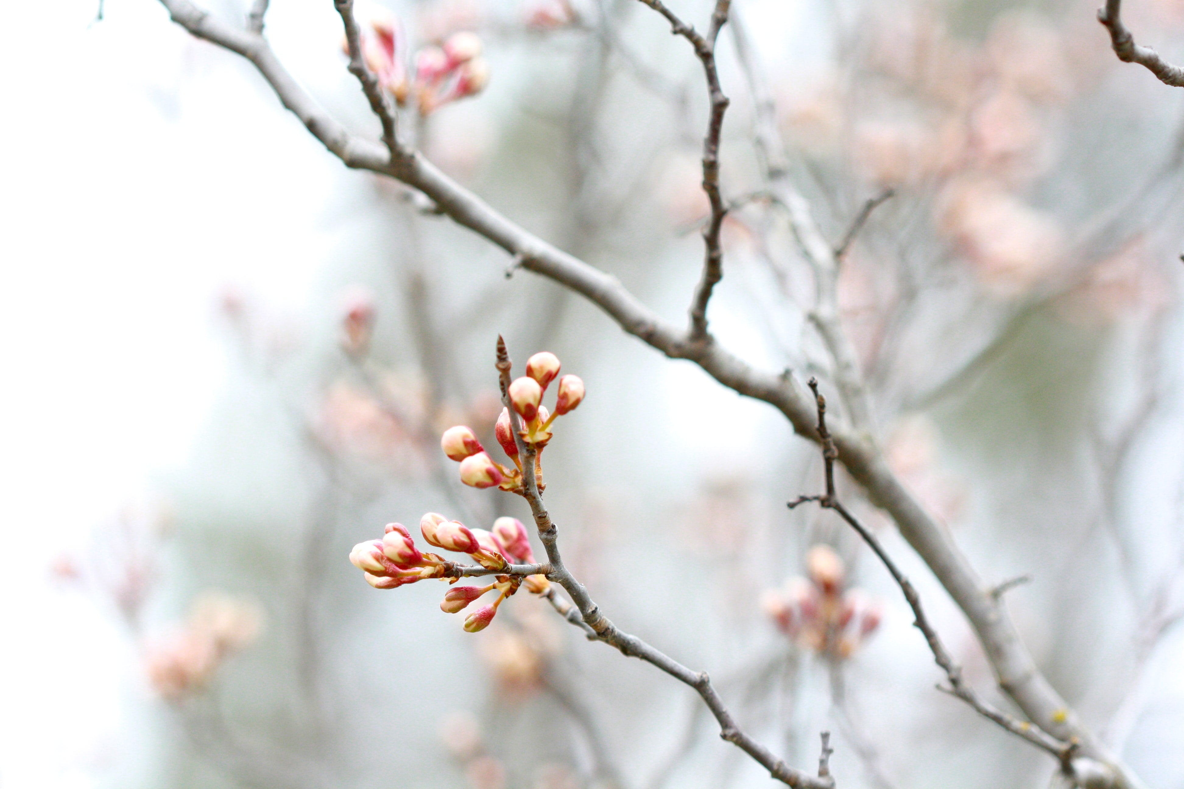 連続小説「桜のように」